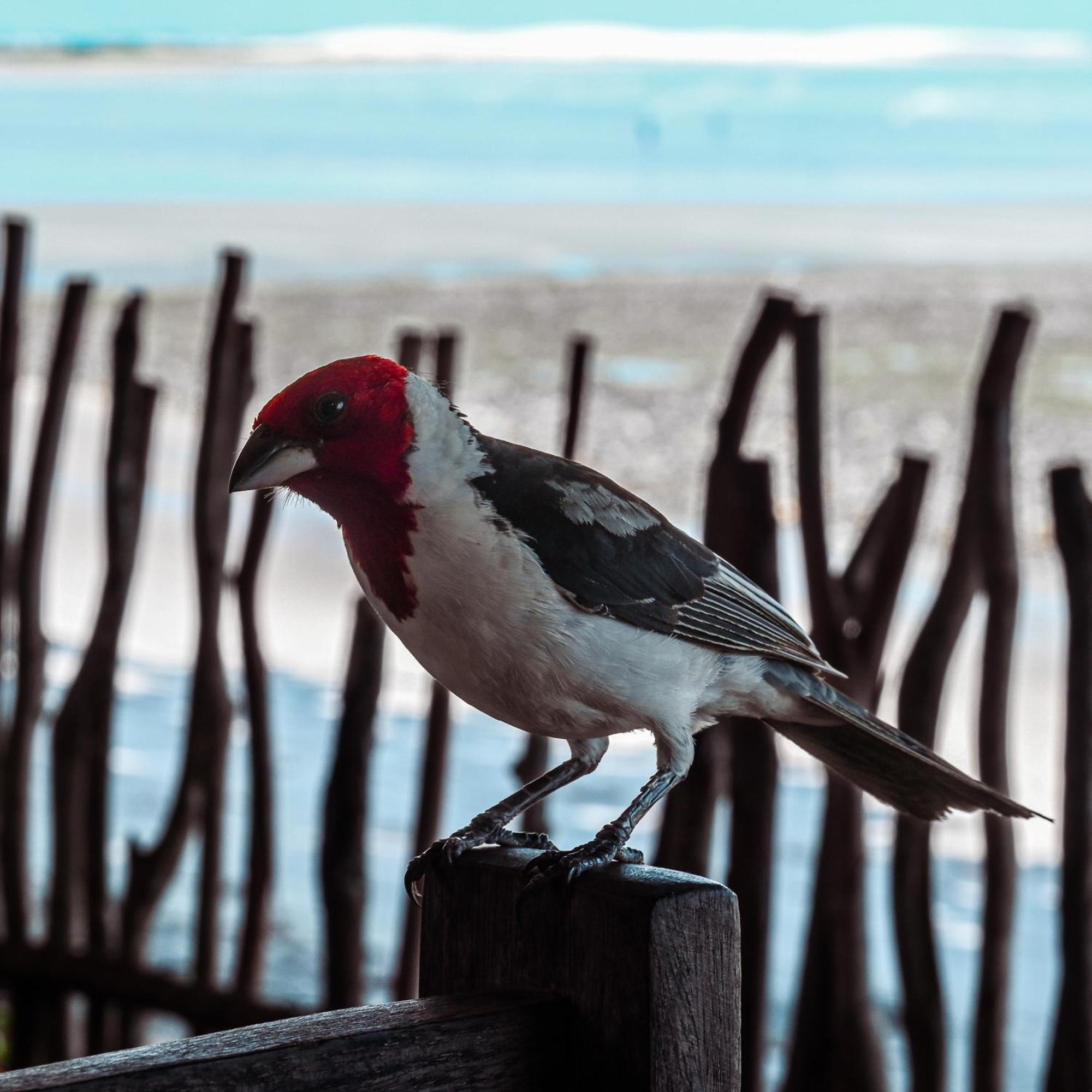 Pousada Ponta Da Pedra Jericoacoara Eksteriør billede